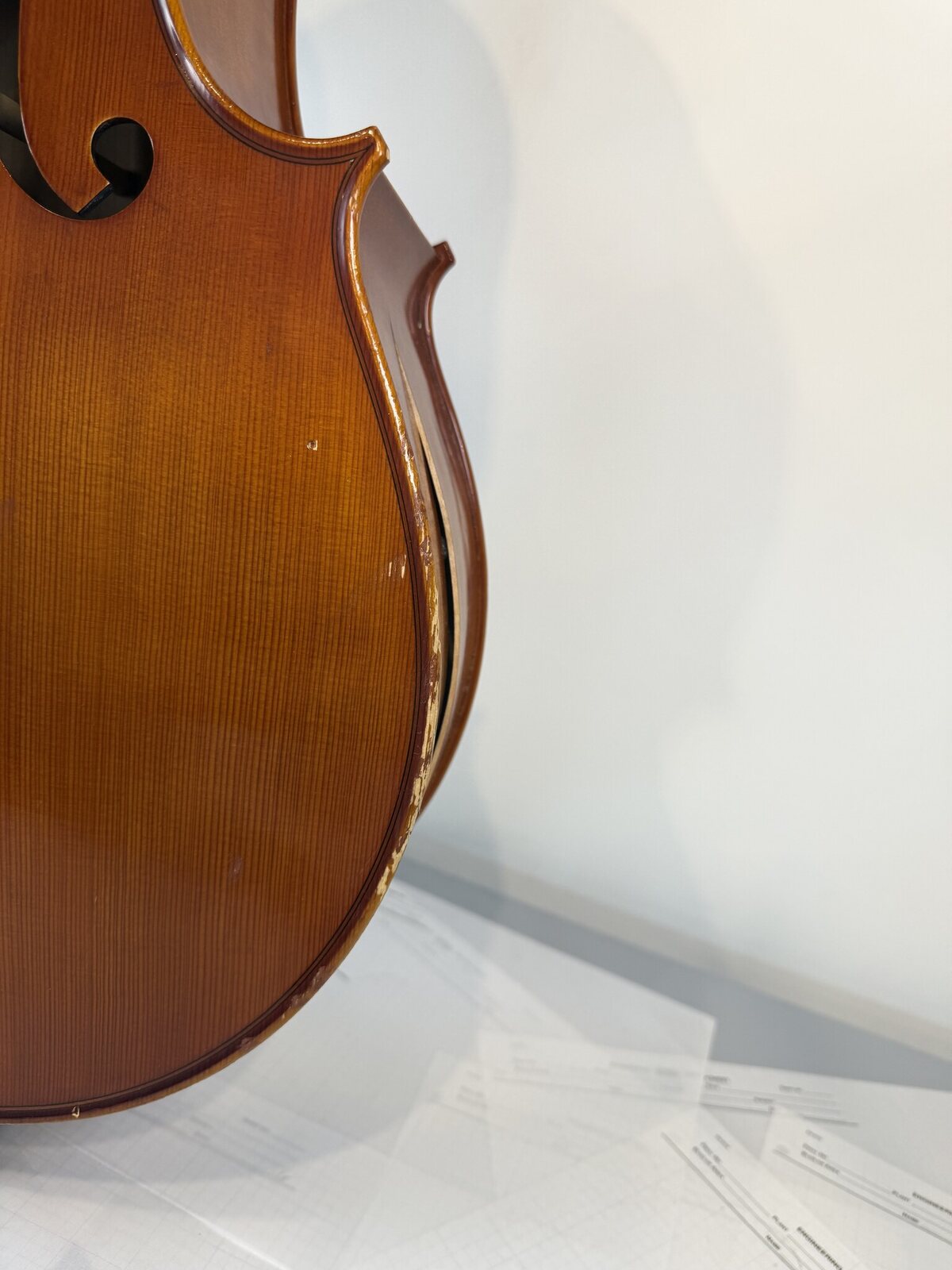 Open top-to-rib seam along the lower bout of the cello with bare, chewed edges